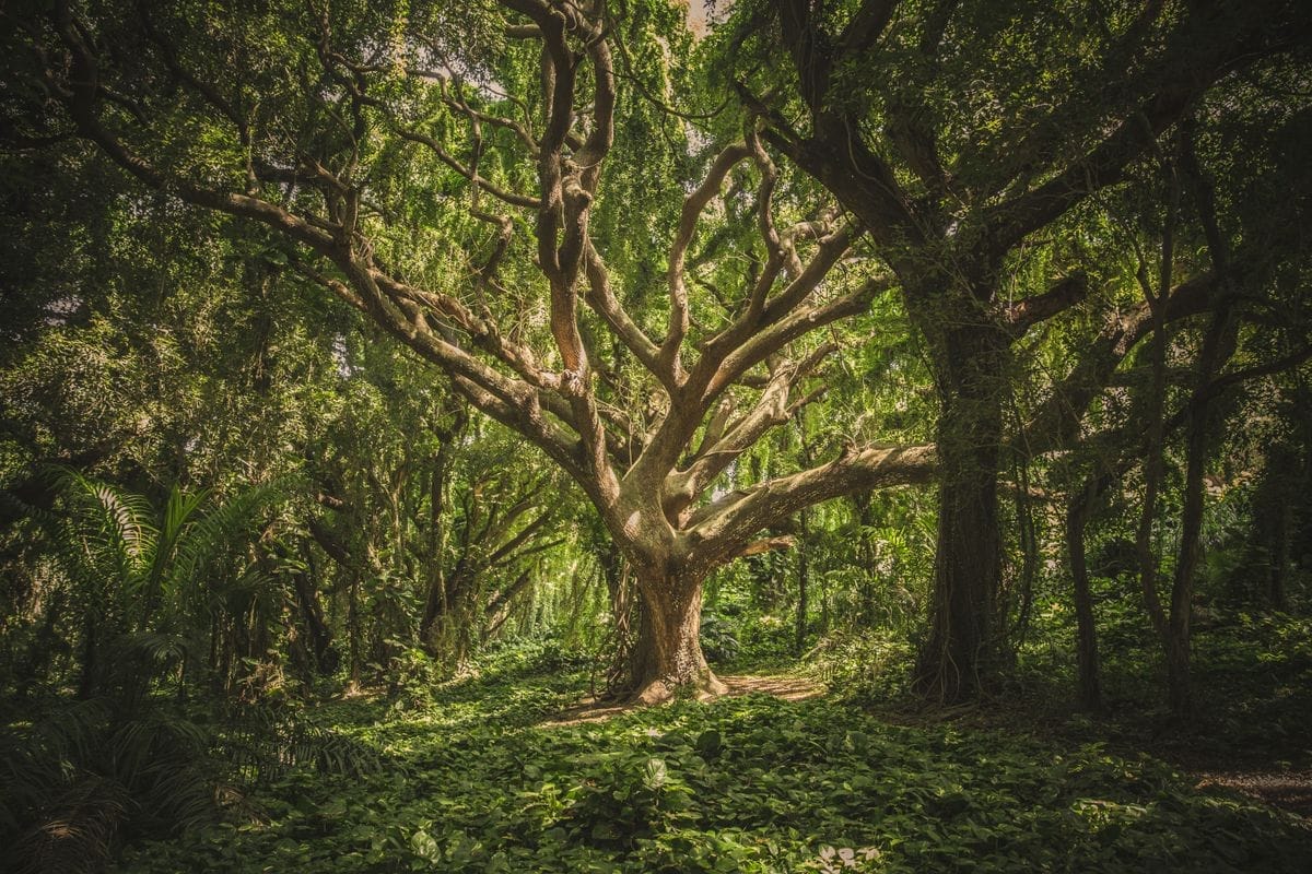 Healthy green trees along a quiet road