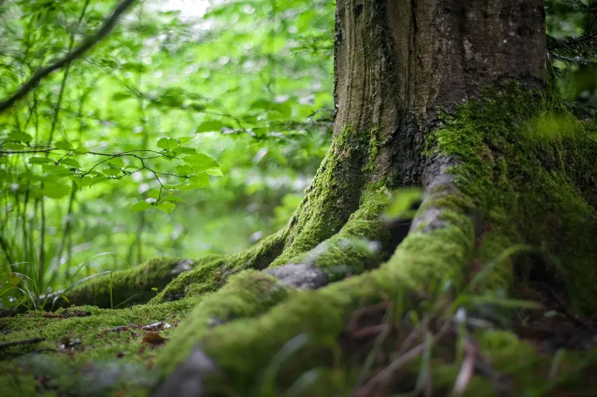 Forest landscape under open sky