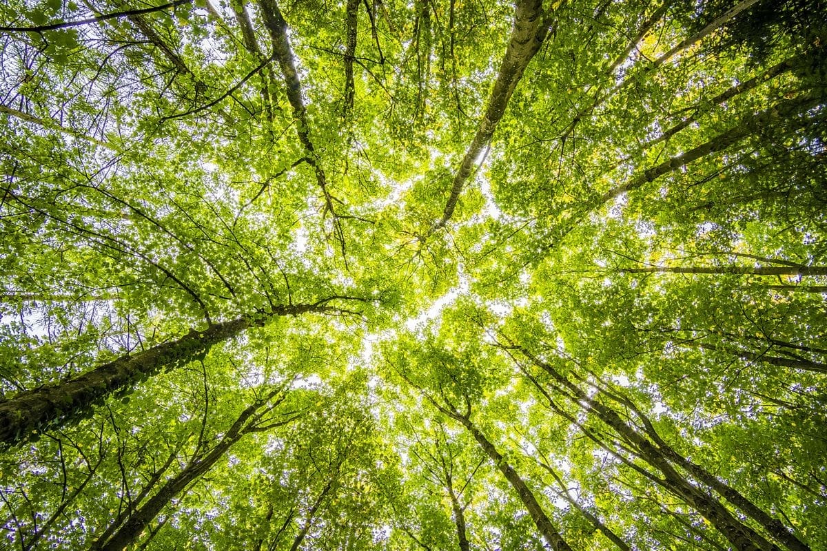 Sunlight through a tall forest canopy