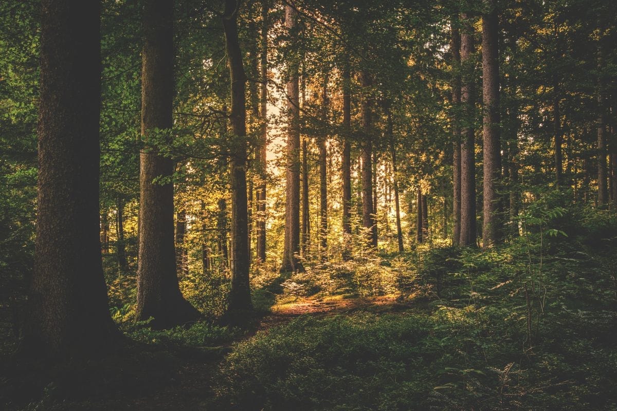 Tall trees against an open sky